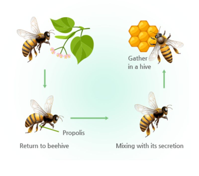 keo ong là gì