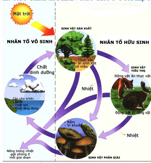 Nhân Tố Sinh Thái Là Gì? Mối Liên Hệ Giữa Các Loại Nhân Tố Sinh Thái Ra ...