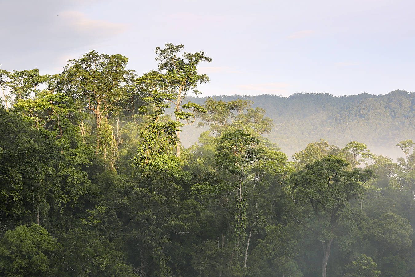 Tầm nhìn của WWF