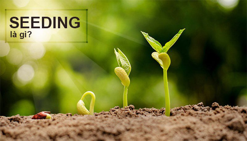 Bán hàng online nên bán gì? Tổng hợp các gợi ý cực hot 2023 14 seeding la gi 4